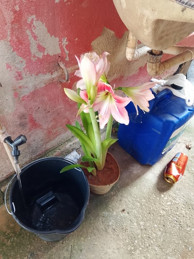 Belinha em Sete Lagoas